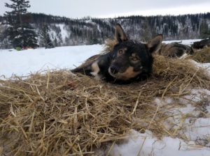 Sled dog bedding down in straw for warmth.